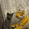 pet-shop-kristi-kotele-british